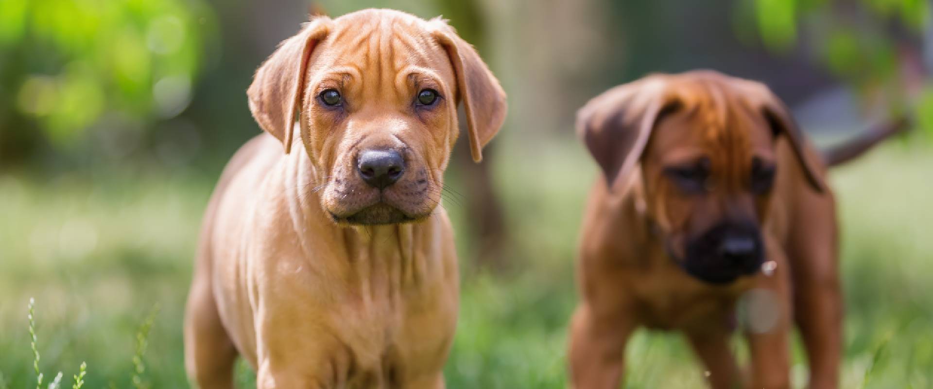 Rhodesian clearance ridgeback fur